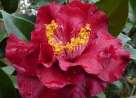 camellia japonica bob hope ii